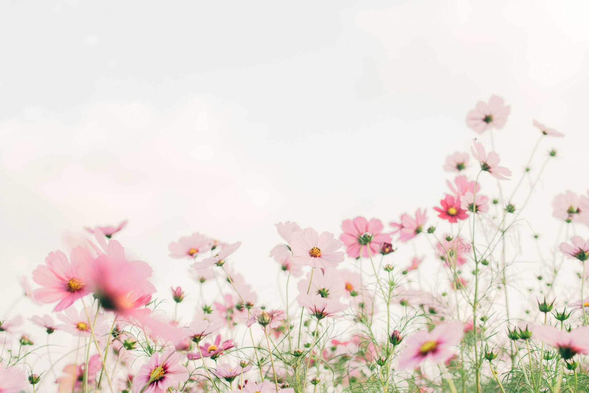 Pink flowers in a field