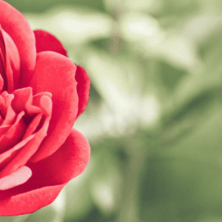 Red flower