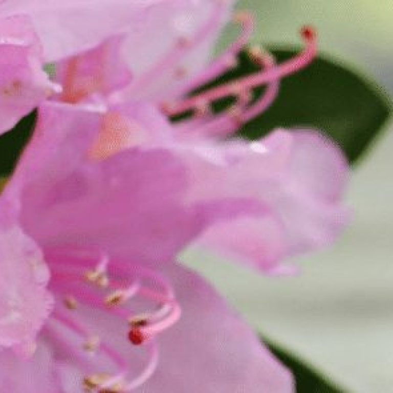 pink flowers