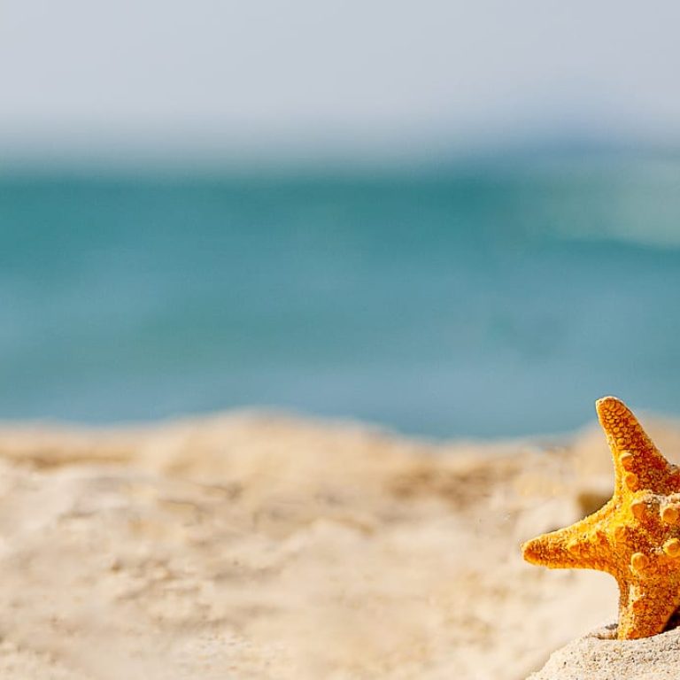 Sunscreen and starfish sitting in the sand in front of the ocean
