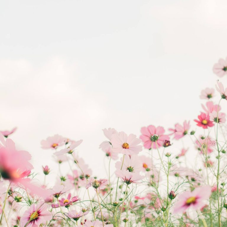 Pink flowers in a field